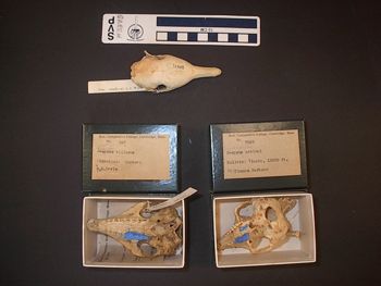 Media type: image;   Mammalogy 7393